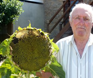 Sonneblom 31cm in deursnee